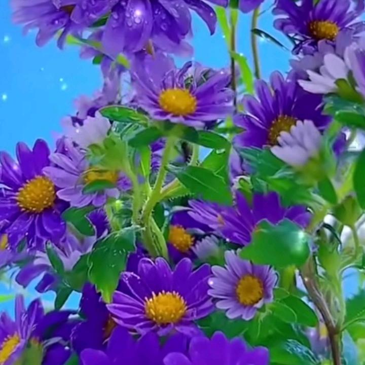 ئايشگۈل
