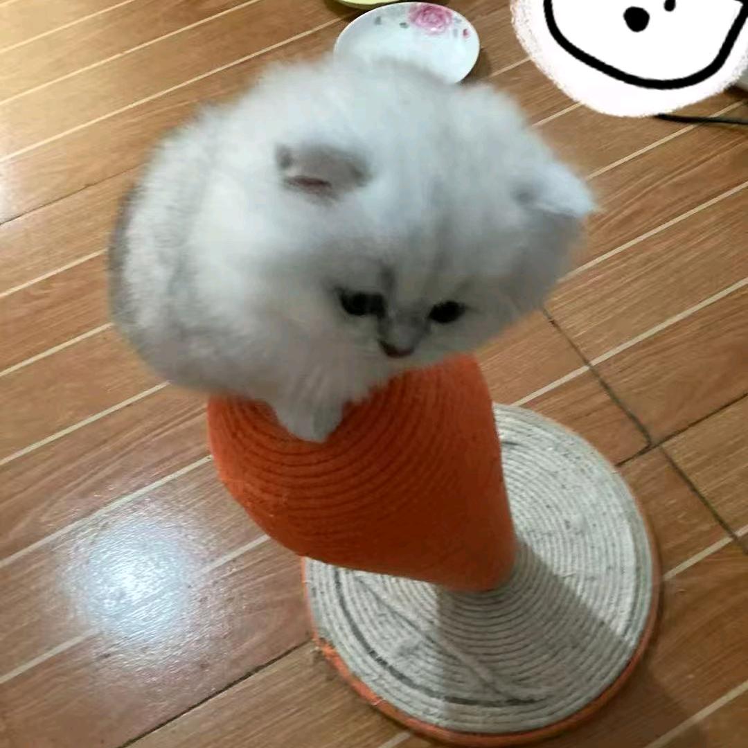 （裂腹鱼）