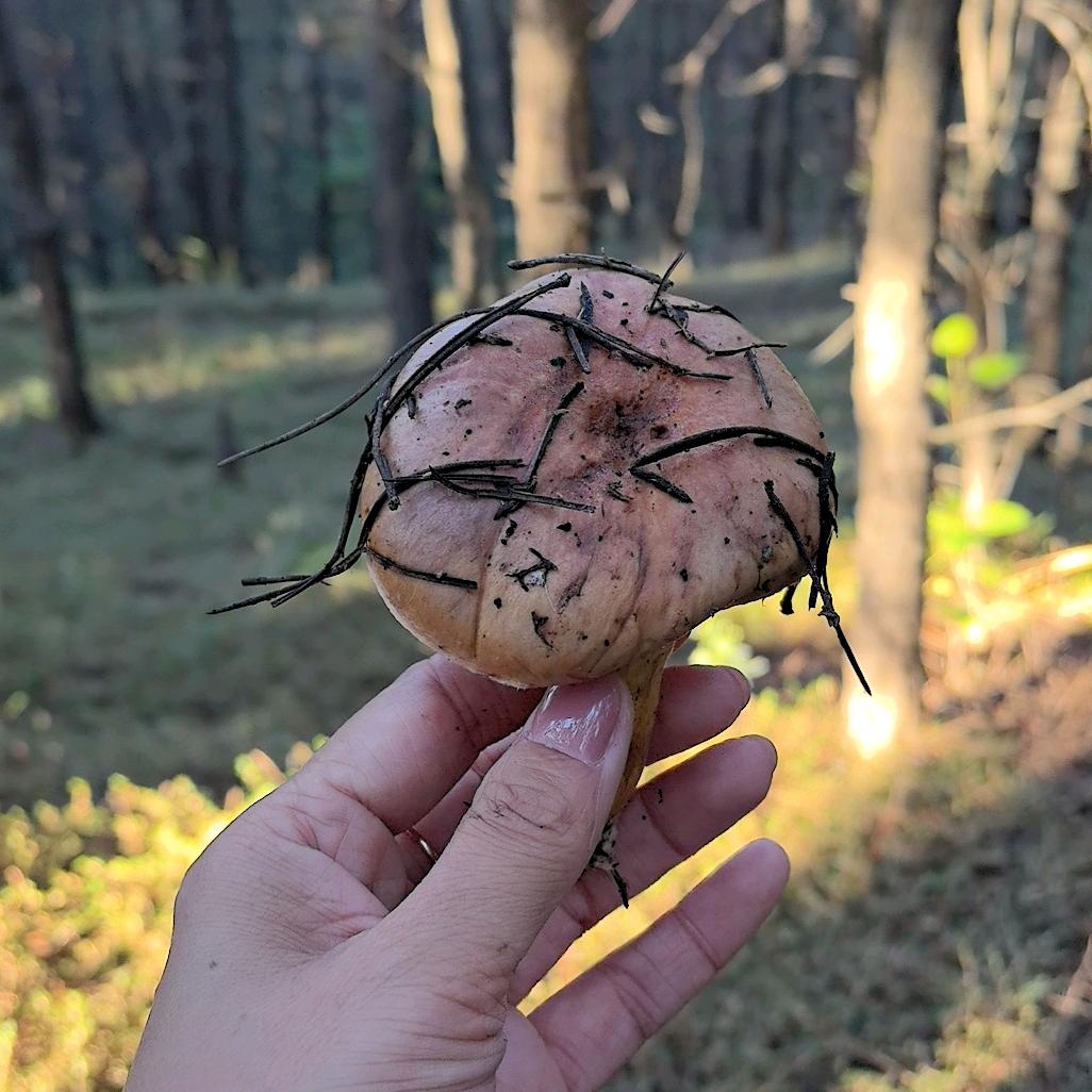 乌昂王～
