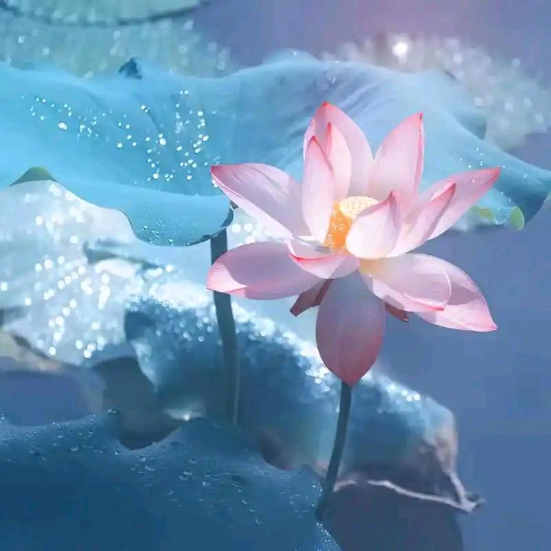 韩孝琴