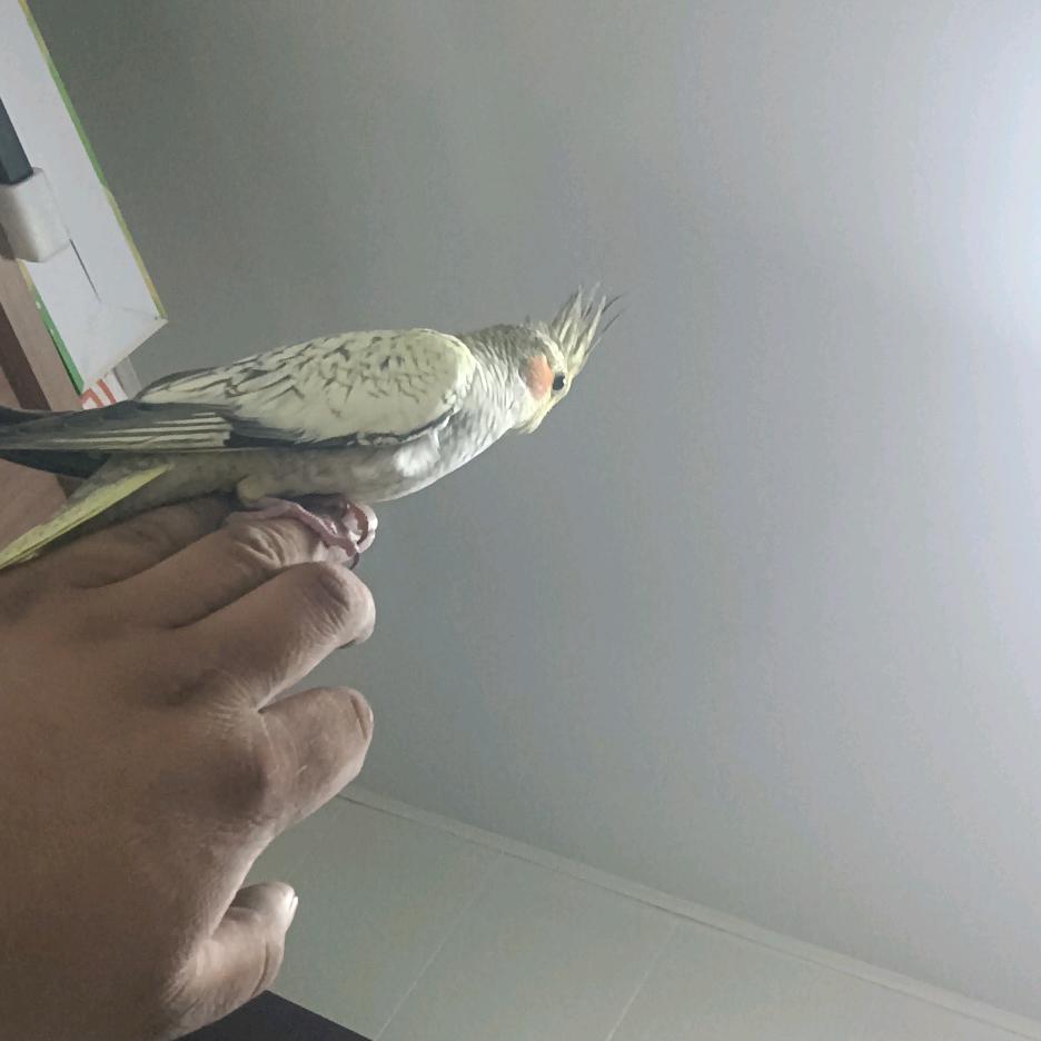小一狼