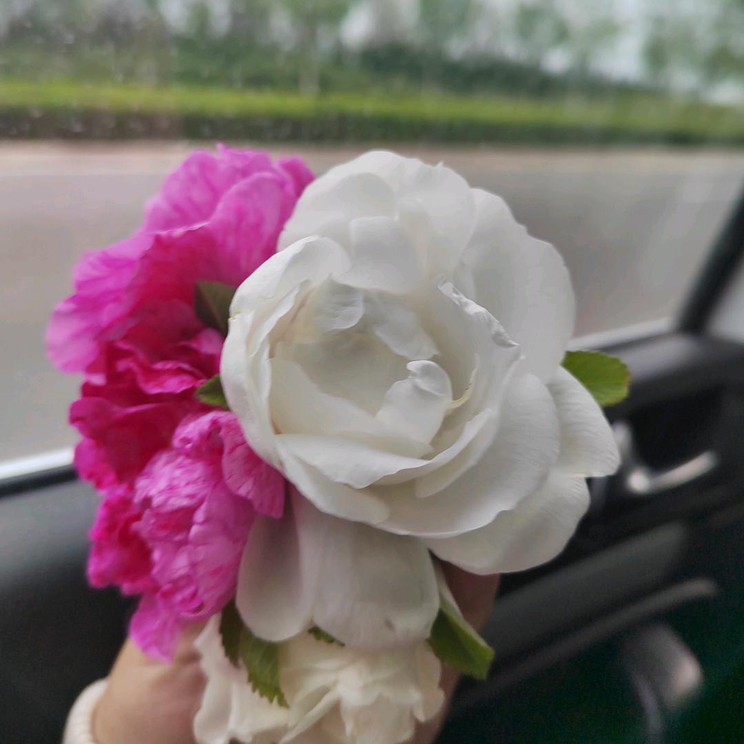 玫瑰优选