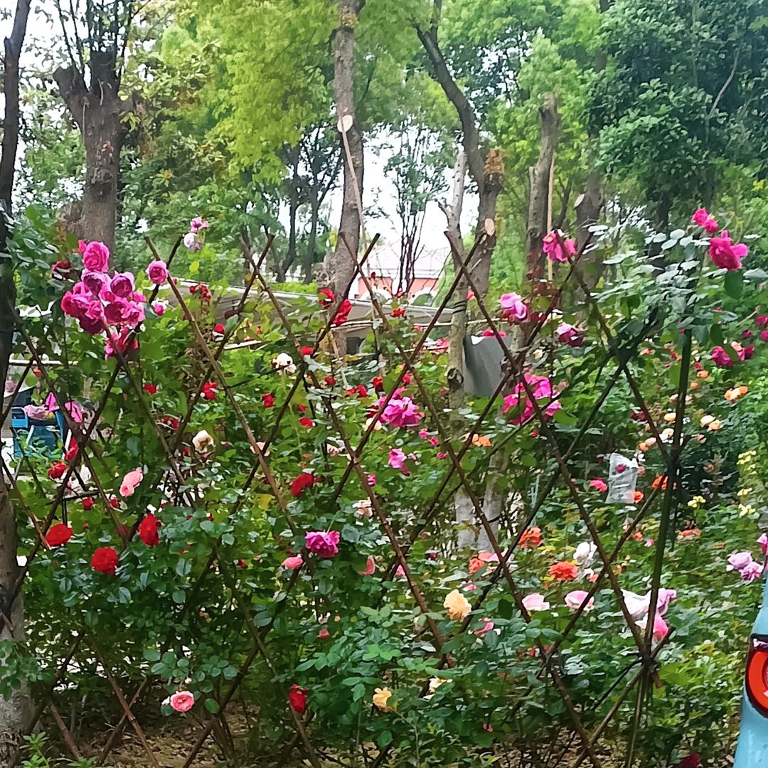 明天  say hello