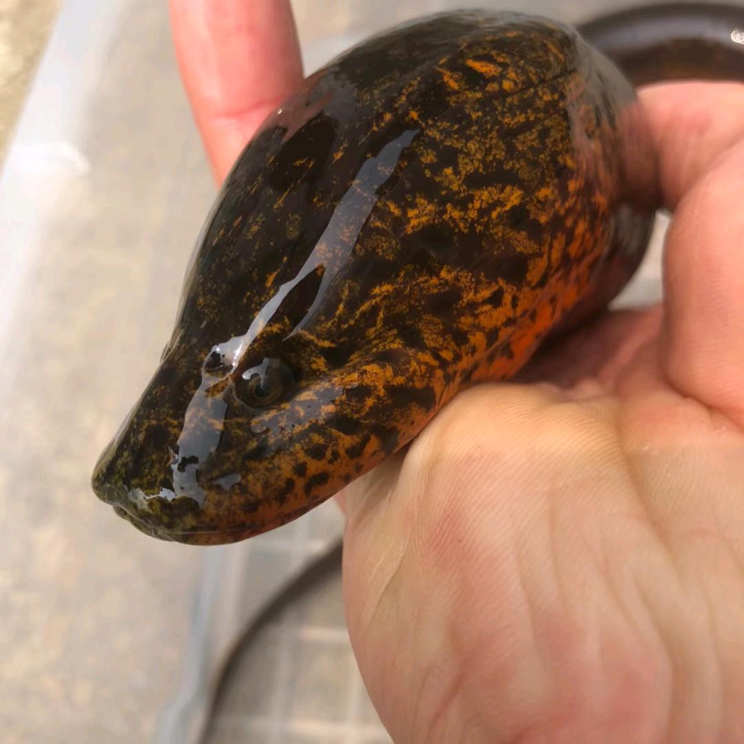 鳝言鳝语