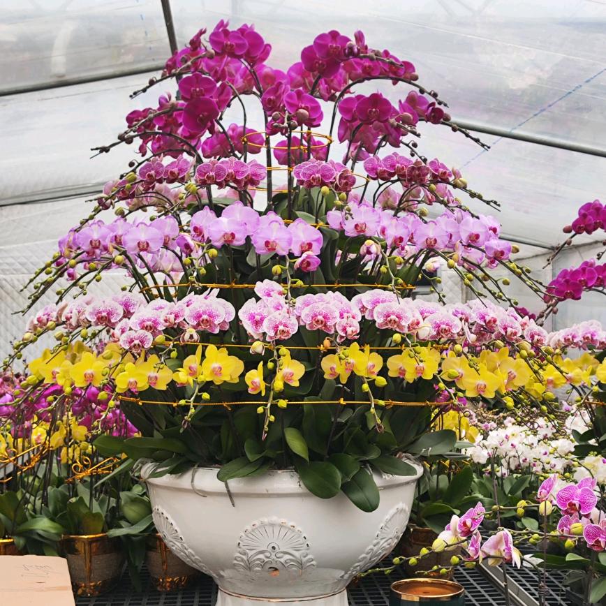 专业罗汉松造型