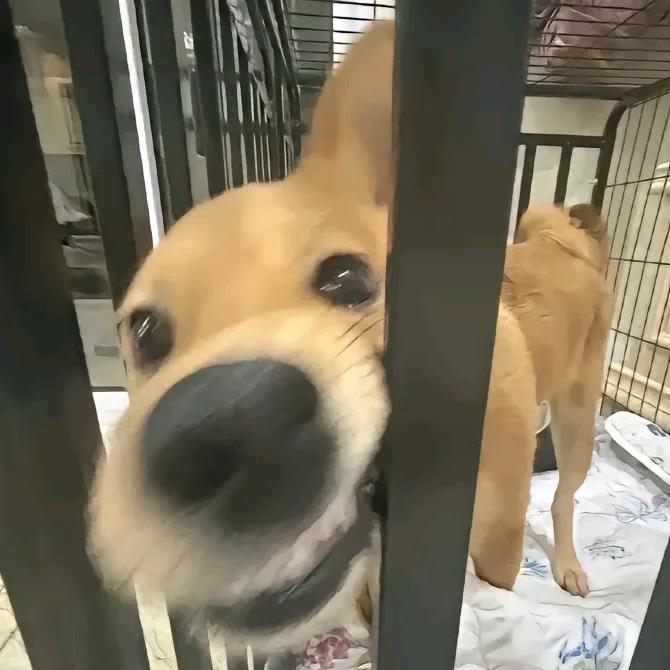 超甜甜的