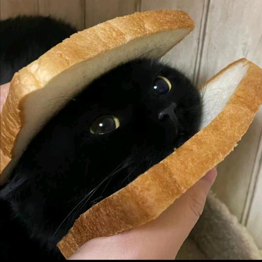 北鹤