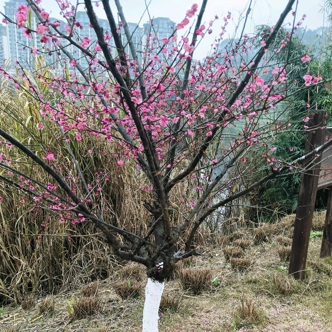 田家镇（醉爱烧烤）