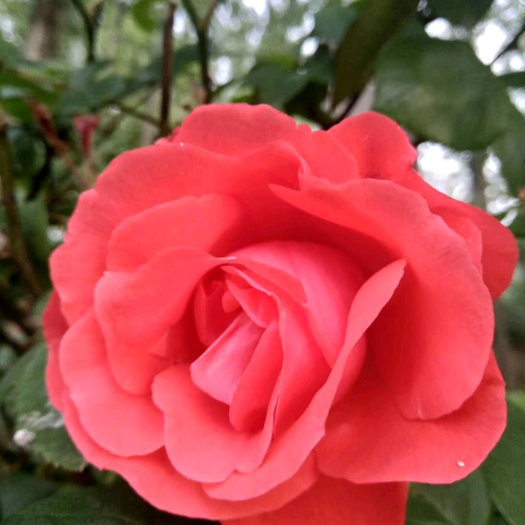 大芹菜
