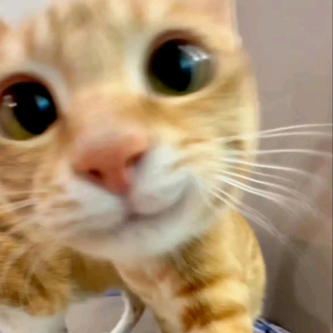 Y.