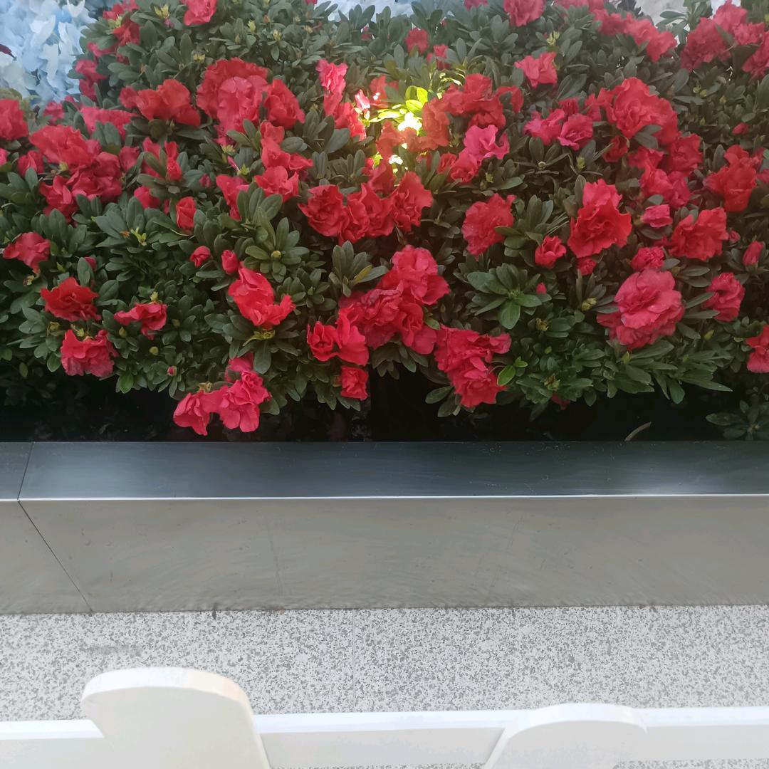 向日葵的微笑
