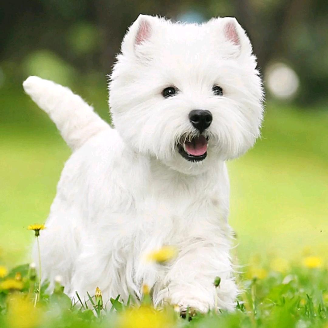 沈阳嘉宝西高地白梗犬舍