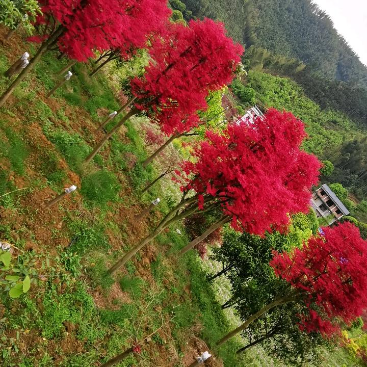 馨露园艺专营店