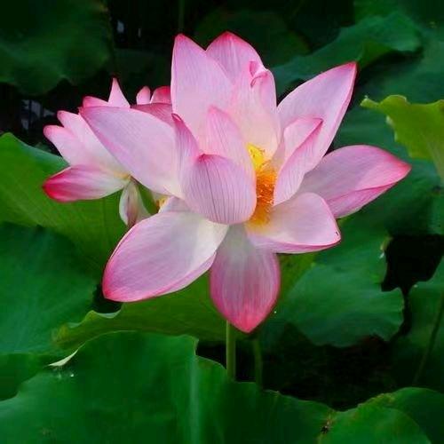 心如是