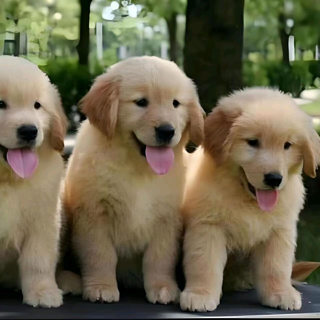 不是名犬也很萌……