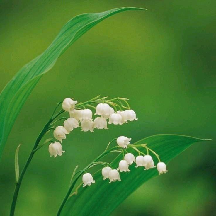 柠檬雨