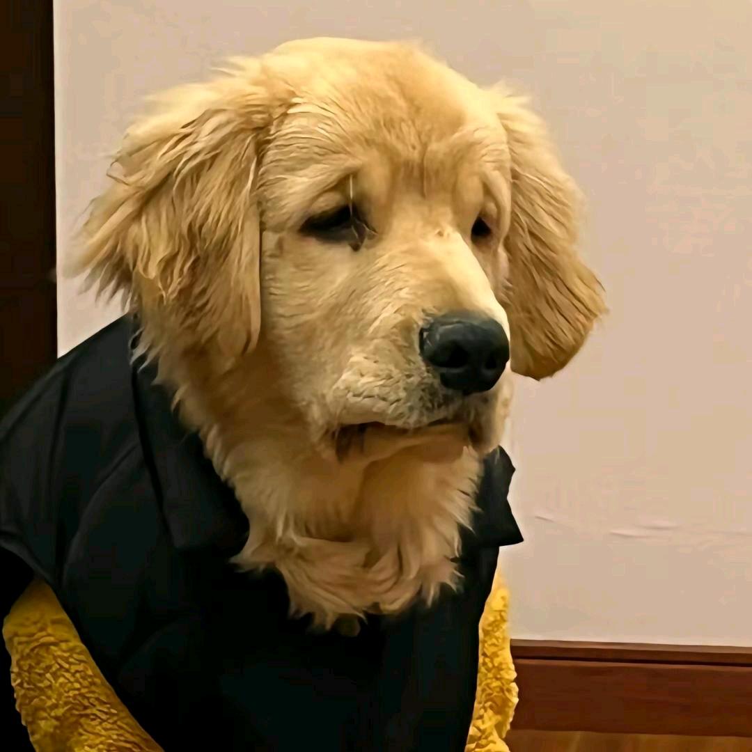 善良的导盲狗
