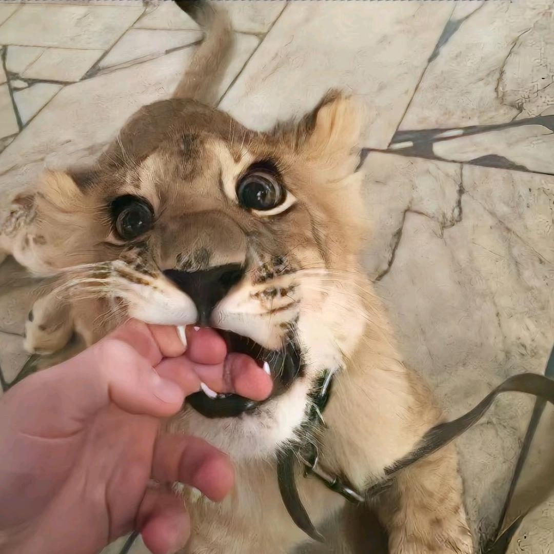 想当猪猪侠