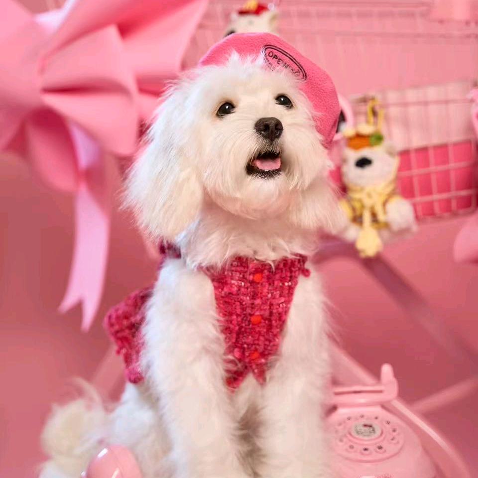 涛先生可卡布犬舍