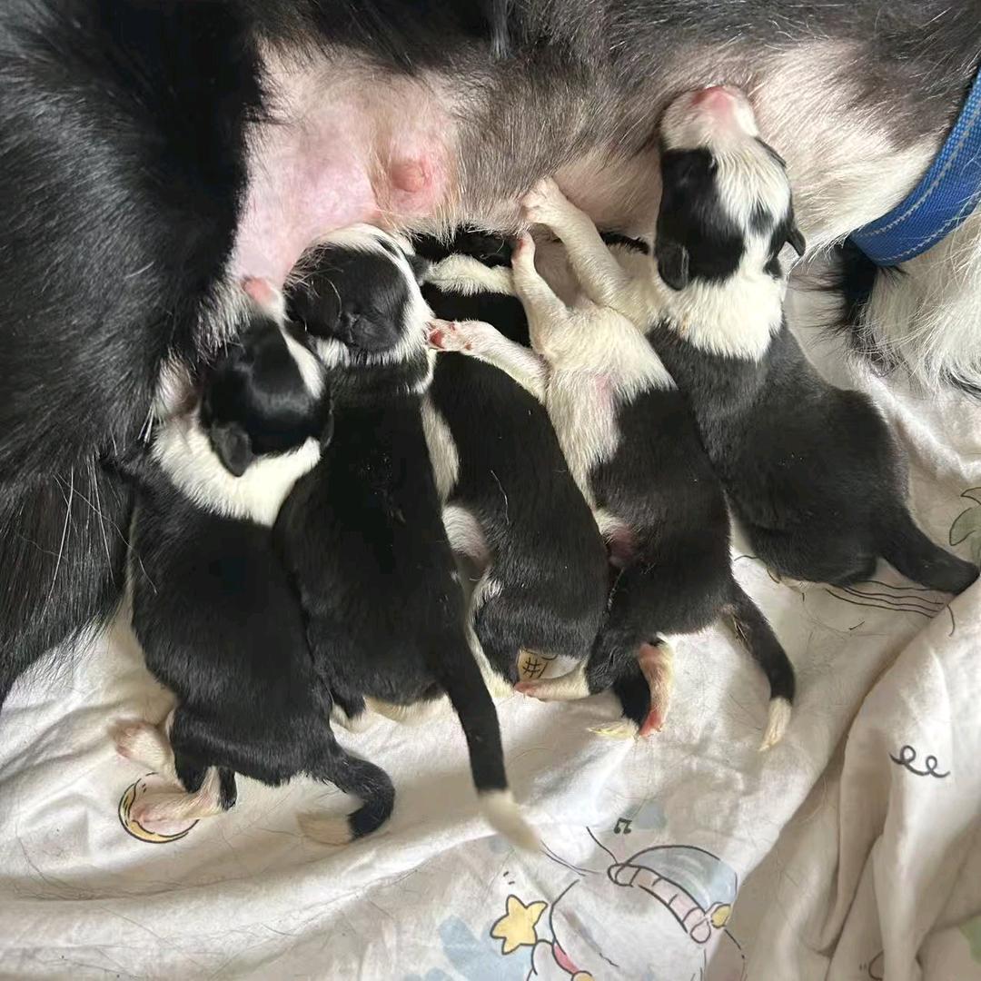 家有狗狗🐶