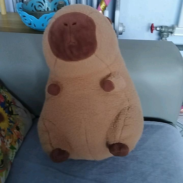 可爱的卡皮巴拉🥰