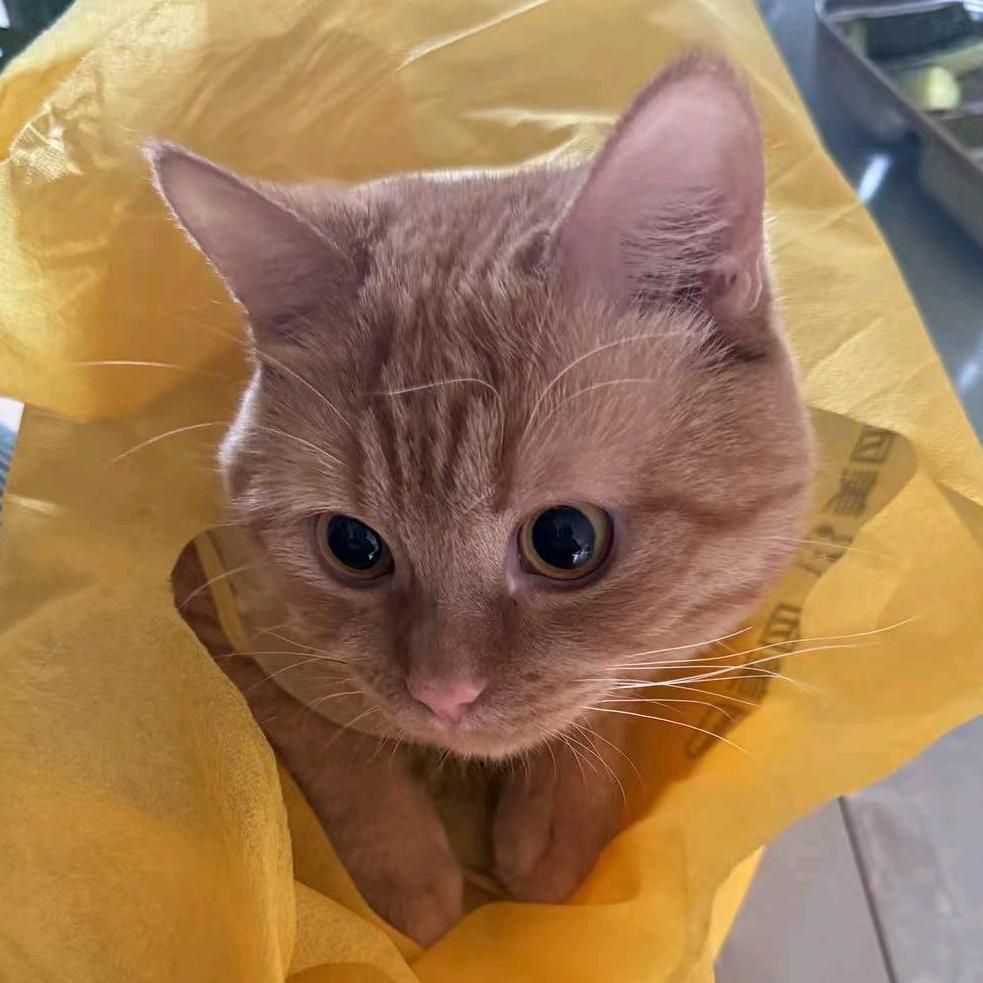 🌈🐶云朵☁️