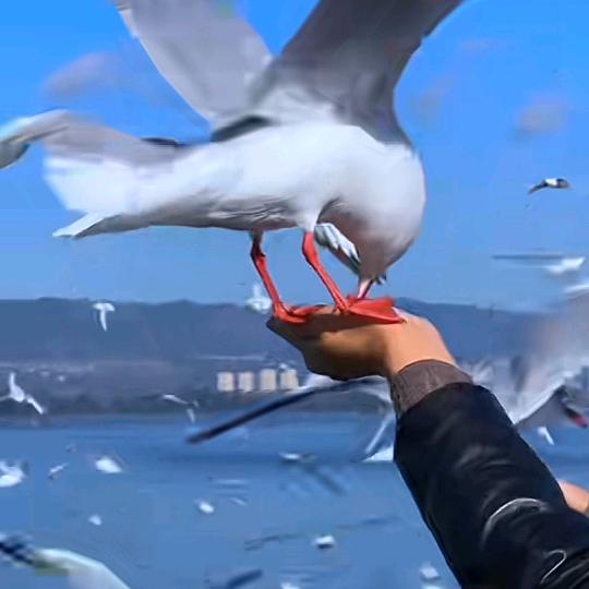 林  哥