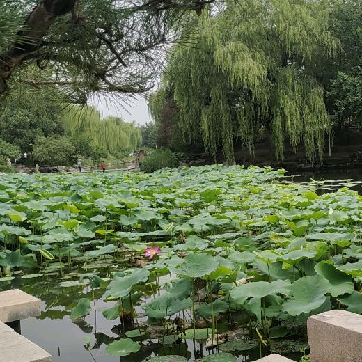 小懒猪  越来越好