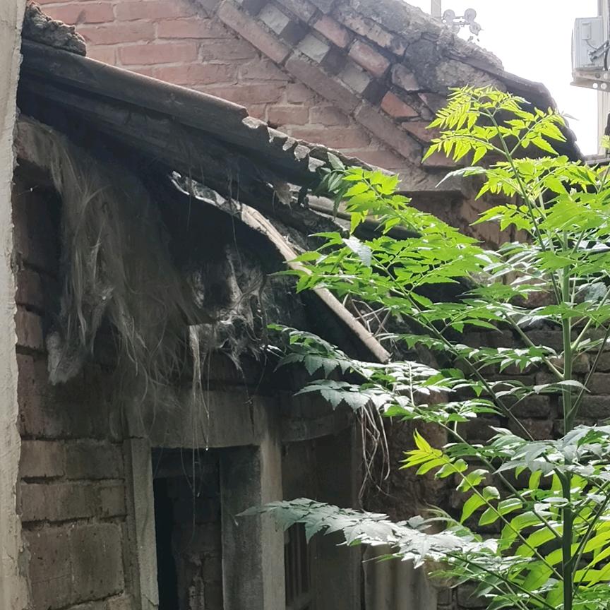 乡愁记忆.河南