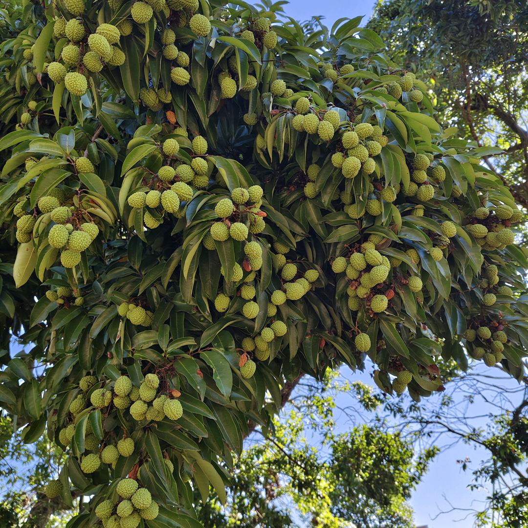 雷州薯粉＇甜糟（老三）