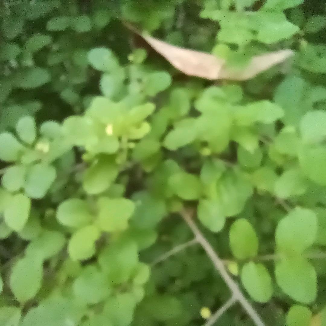 王_雨_林