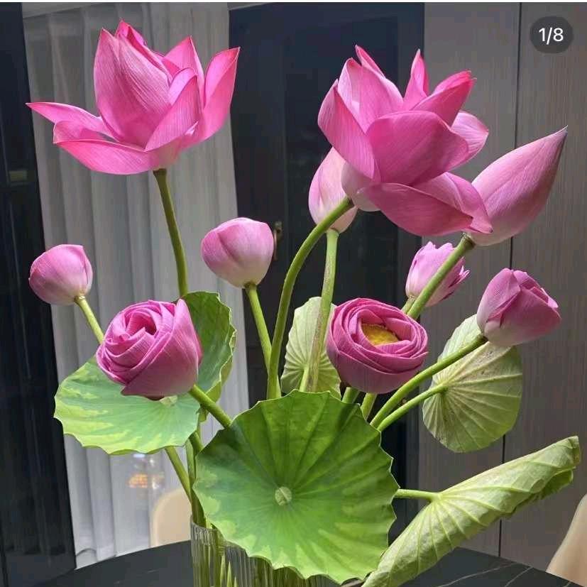 小金鱼儿🐟