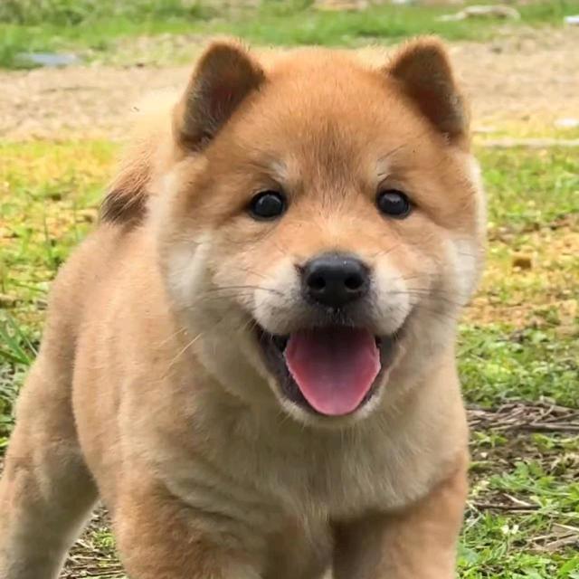 黎黎小黄田园犬宠物