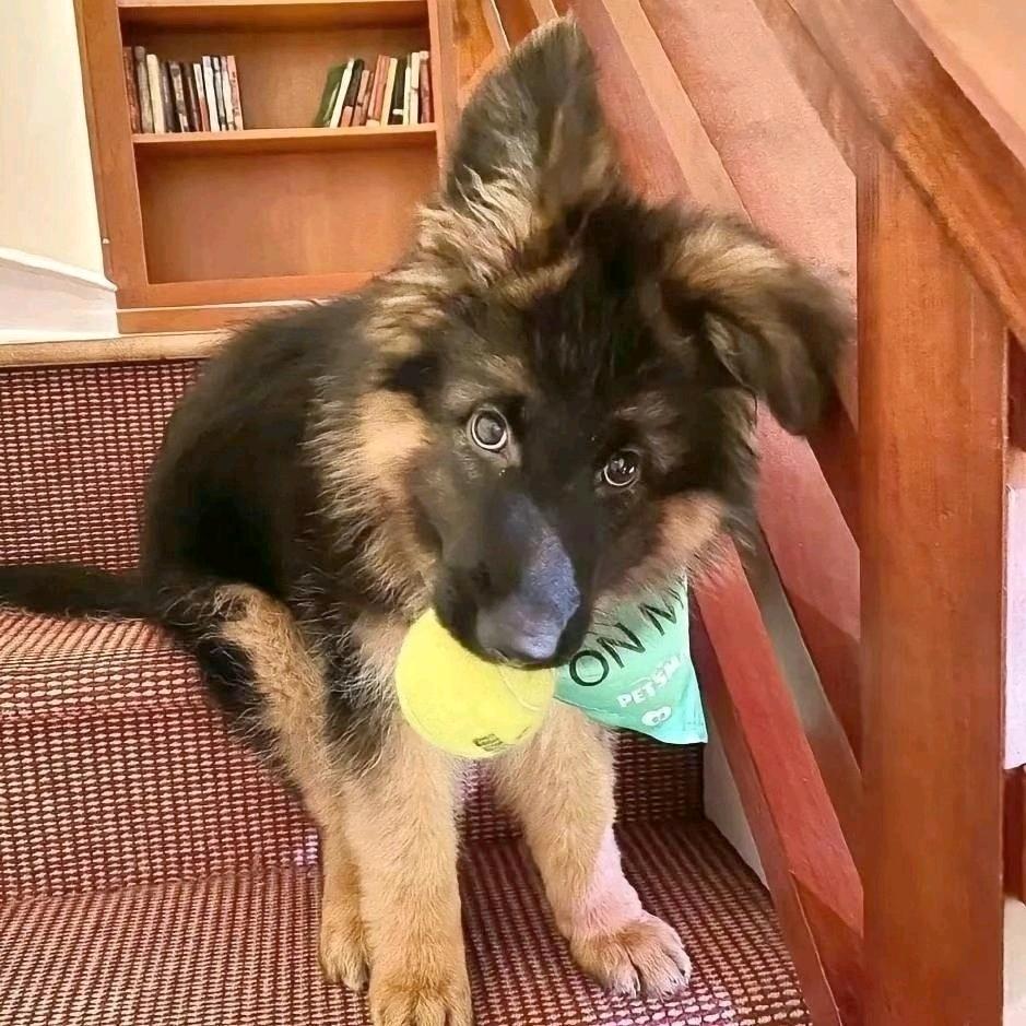 石家庄租房小郴（无中介）