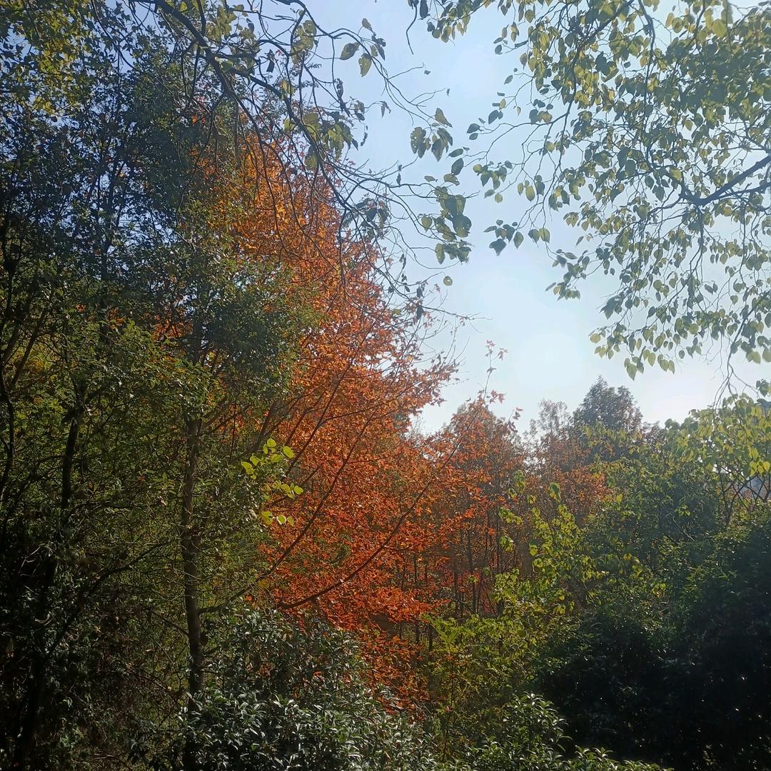 只要y