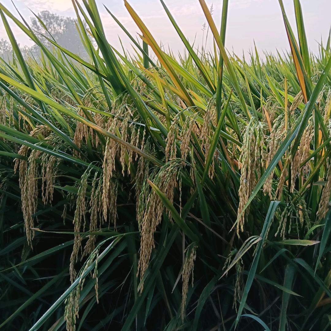 我姓陈，衬不出我的心酸