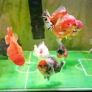 🌈画个圈圈诅咒你！