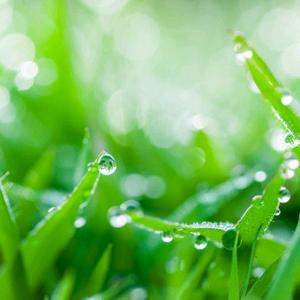 沐雨橙风