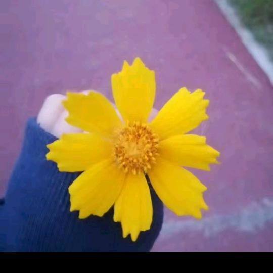 🌸春风知我意🌸