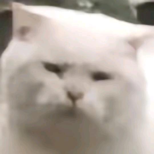 ૮₍ɵ̷﹏ɵ̷̥̥᷅₎ა