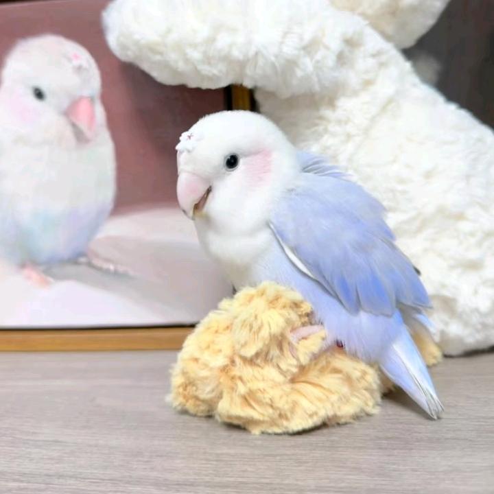 王(手养特色牡丹)