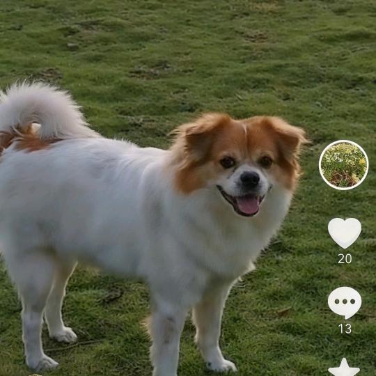 南充高坪物流园区找狗