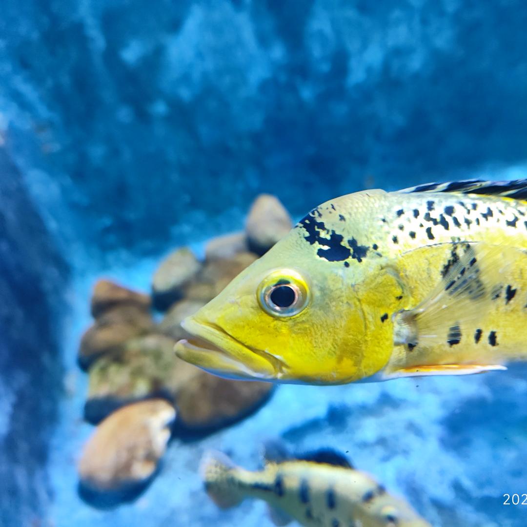 ༽ ᭄ℳ๓ 一介俗人