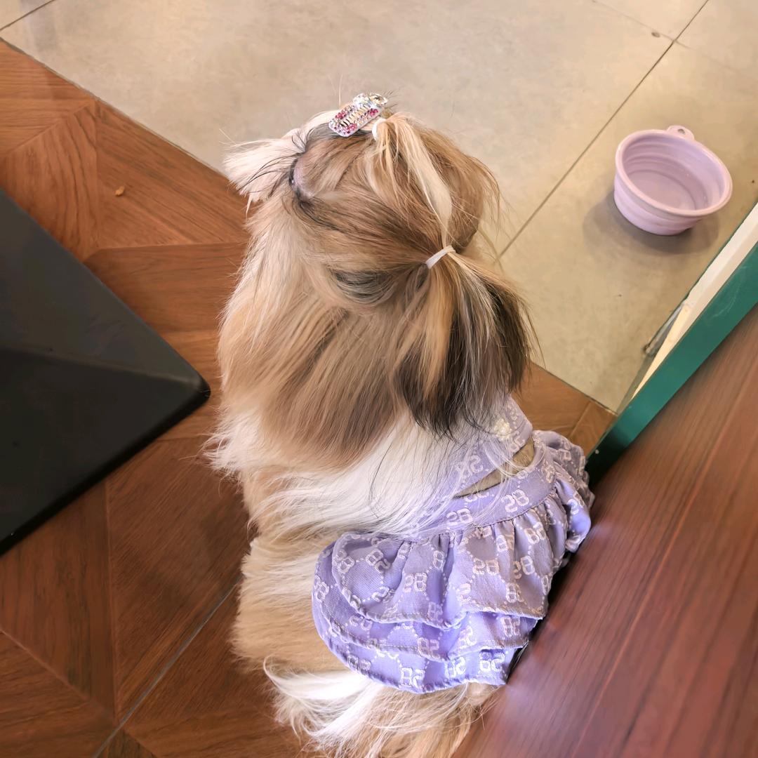 爱宠约马西sqlovelypet