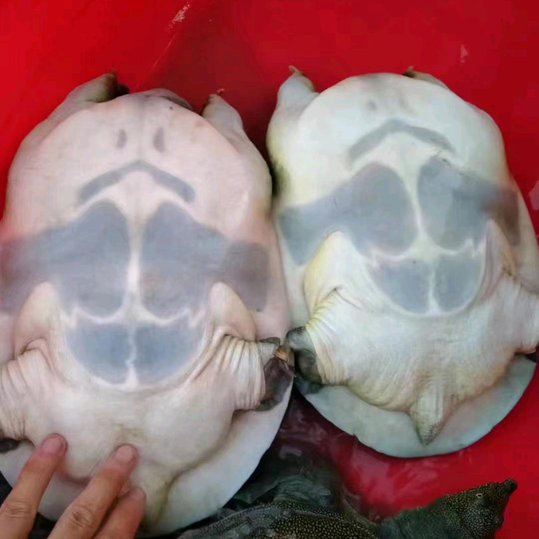 蒋实话老甲鱼就是好。