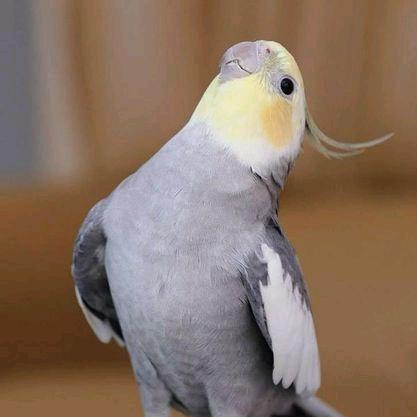 解忧萌宠