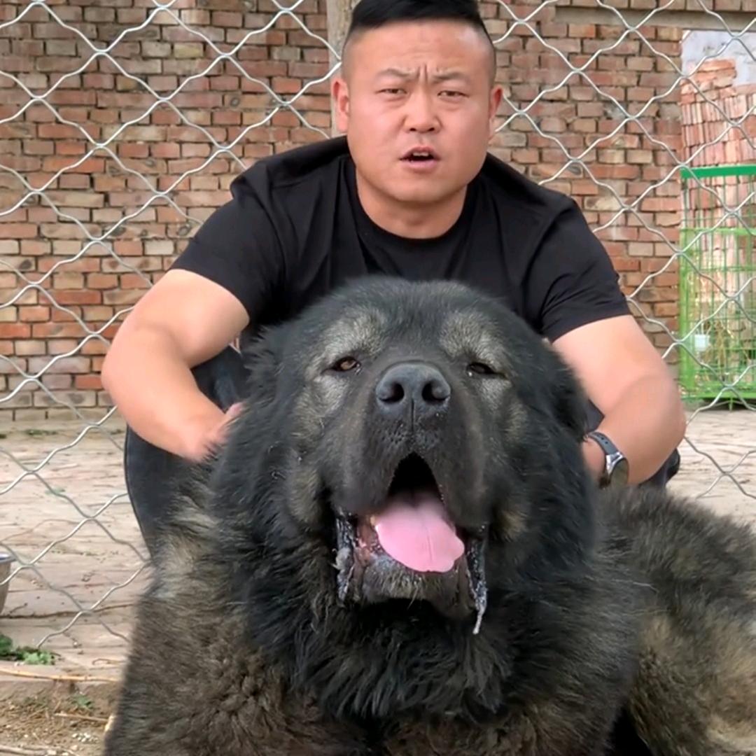 A大郎犬业