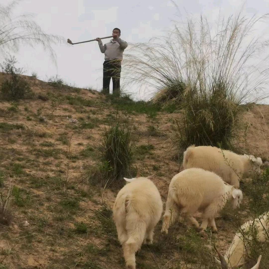 陕北横山羊肉特产店