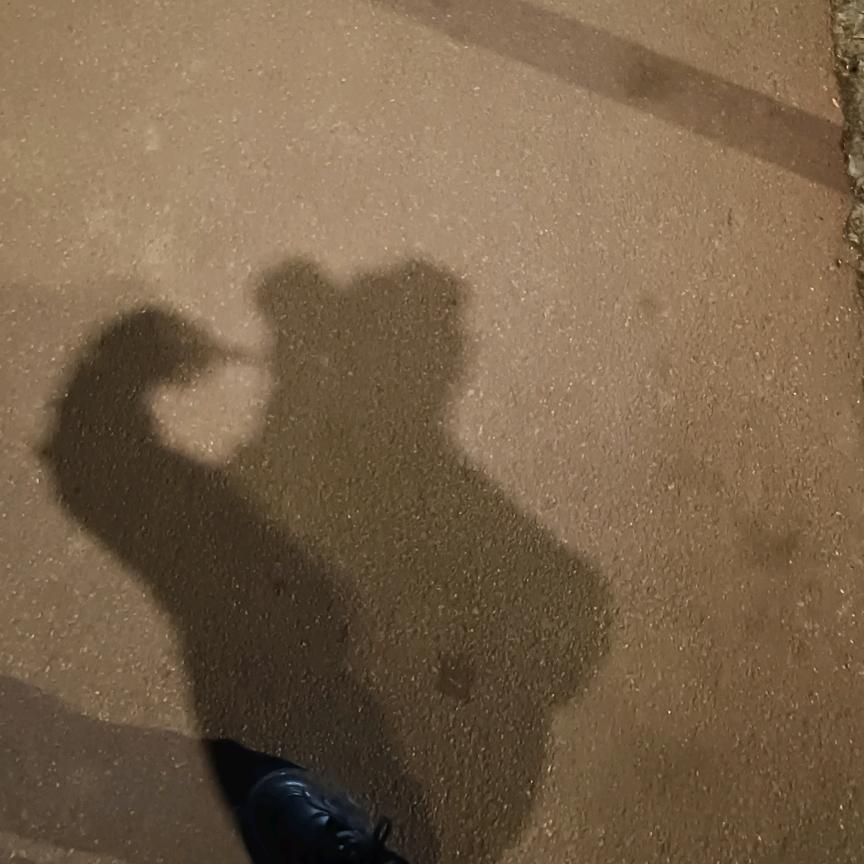 小狗呆呆