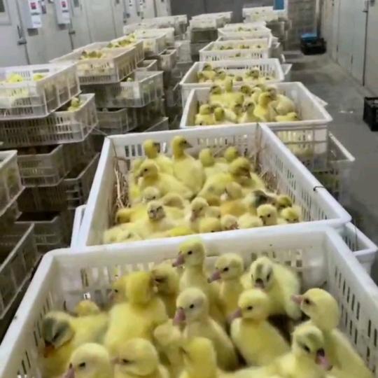 林姐鹅苗孵化场